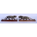 A RARE PAIR OF 19TH CENTURY CONTINENTAL CARVED RHINOCEROS HORN FIGURE OF A ROAMING TIGERS upon a wo