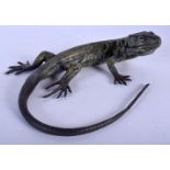 A CONTEMPORARY COLD PAINTED BRONZE LIZARD. 19 cm x 18 cm.