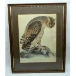 Framed Lithographic print of a Shielded legged horned owl 42 x 32cm
