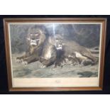 Framed Lithograph by Lefevre of Lions 56 x 49cm.