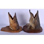 A PAIR OF EDWARDIAN TAXIDERMY PIKE HEADS. Largest 27 cm x 27 cm.