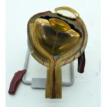 A RARE VINTAGE LACQUERED MODEL OF AN EYE upon a fitted stand. Eye 12 cm x 14 cm.