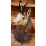 AN ANTIQUE BLACK FOREST CHAMOIS TAXIDERMY. 55 cm x 30 cm.