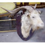 AN ANTIQUE BILLY GOAT TAXIDERMY. 66 cm x 72 cm.