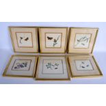 European School (19th Century) Six Watercolours, Butterflies. Image 15 cm square. (6)