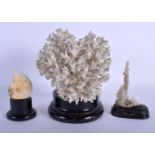 A VINTAGE TAXIDERMY CRYSTAL CORAL SPECIMEN together with two others. Largest 21 cm x 11 cm. (3)