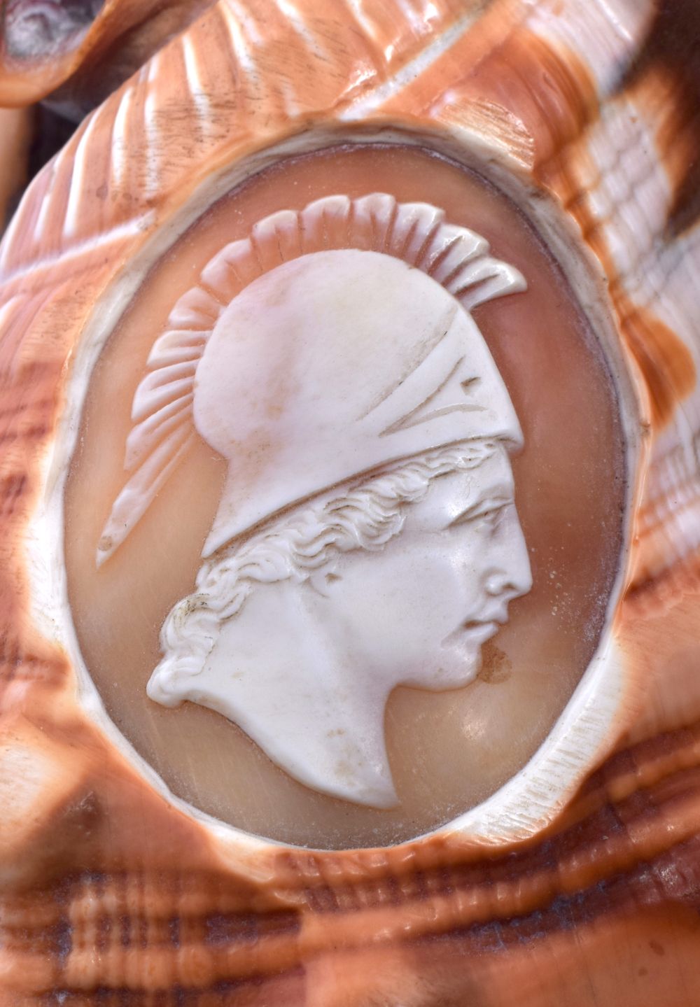 A 19TH CENTURY EUROPEAN CARVED CAMEO CONCH SHELL. 14 cm x 11 cm. - Image 4 of 4