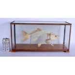 A SCIENTIFIC TAXIDERMY STUDY MODEL OF A FISH SKELETON. 46 cm x 32 cm.