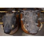 A PAIR OF ANTIQUE HIS AND HERS WARTHOG TAXIDERMY. Largest 47 cm x 34 cm.