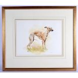 Mandy Shepherd (20th Century) Watercolour, Whippet. Image 30 cm x 38 cm.