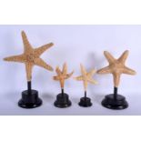 FOUR VINTAGE CORAL STARFISH TAXIDERMY SPECIMENS Largest 35 cm x 18 cm. (4)