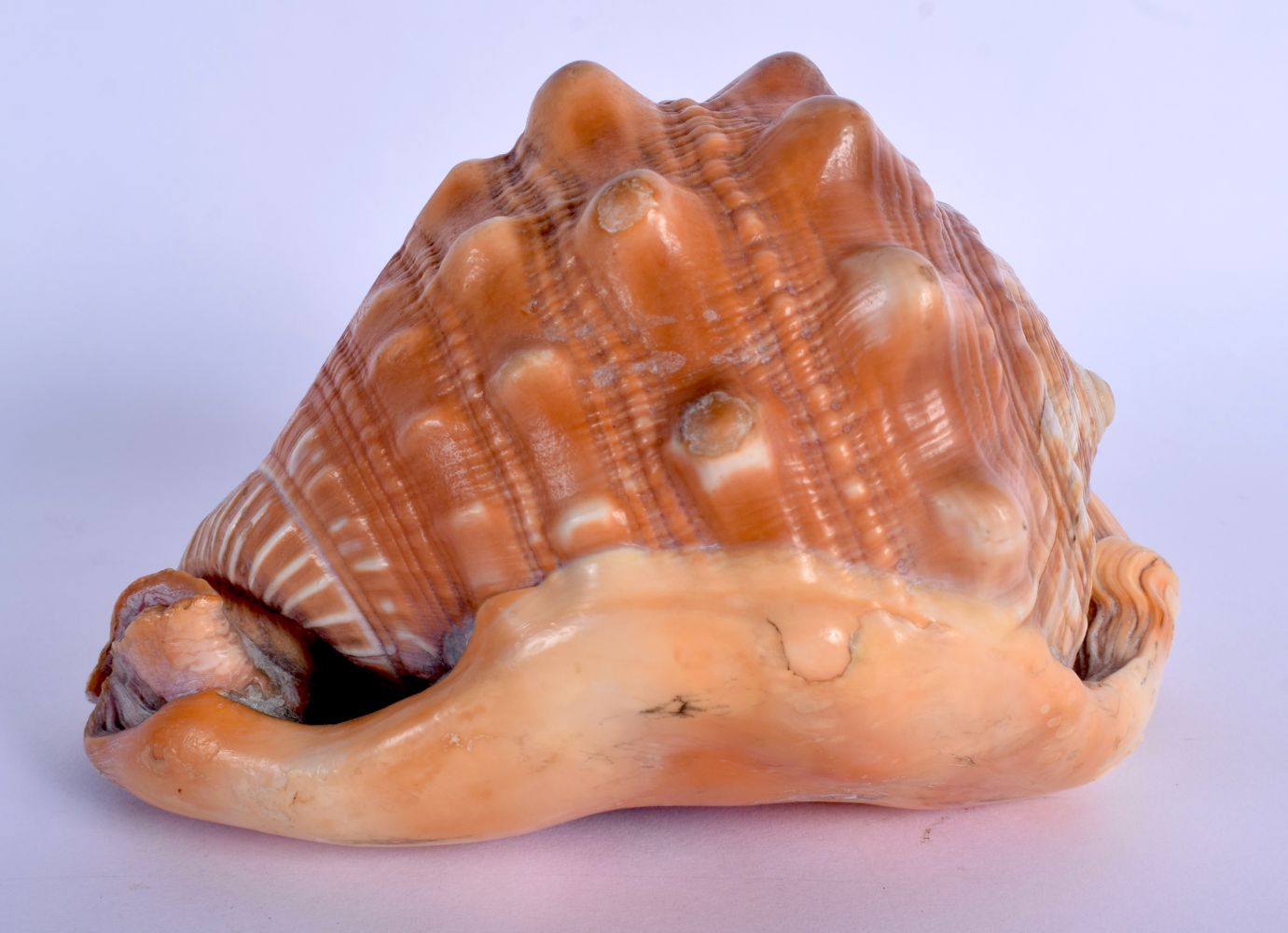 A 19TH CENTURY EUROPEAN CARVED CAMEO CONCH SHELL. 14 cm x 11 cm. - Image 2 of 4