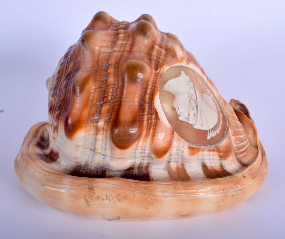 A 19TH CENTURY EUROPEAN CARVED CAMEO CONCH SHELL. 14 cm x 11 cm.