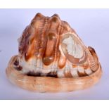 A 19TH CENTURY EUROPEAN CARVED CAMEO CONCH SHELL. 14 cm x 11 cm.