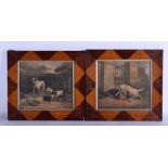 A PAIR OF 19TH CENTURY ENGLISH ENGRAVINGS OF DOGS within parquetry panels. Overall 40 cm x 34 cm.