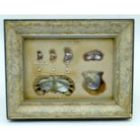 An interesting framed display detailing the growth of cultured pearls. 11 x 15.5cm.