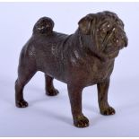 BRONZE BULLDOG. 7cm x 6cm