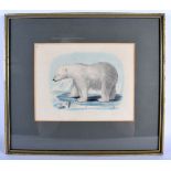 A RARE 19TH CENTURY ENGRAVING OF A WHITE POLAR BEAR. Image 21 cm x 28 cm.