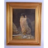 British School (19th/20th Century) Oil on card, Perrigin Falcon. Image 37 cm x 26 cm.