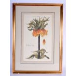 AN 18TH CENTURY I C KELLER WILLIAM REX FLORAL STILL LIFE ENGRAVING together with an Austrian C1820 e