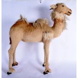 AN ANTIQUE FRENCH PULL ALONG CAMEL naturalistically modelled. 65 cm x 50 cm.