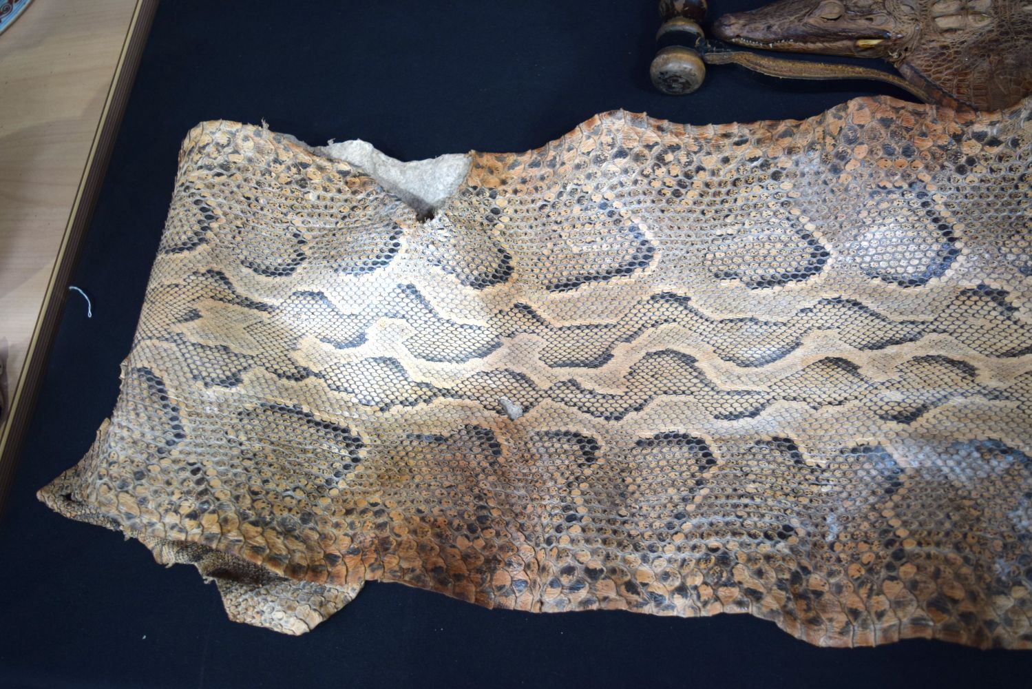 A large snake skin, turtle shell, alligator head and a crocodile skin bag and a truncheon. 150cm (4) - Image 3 of 5