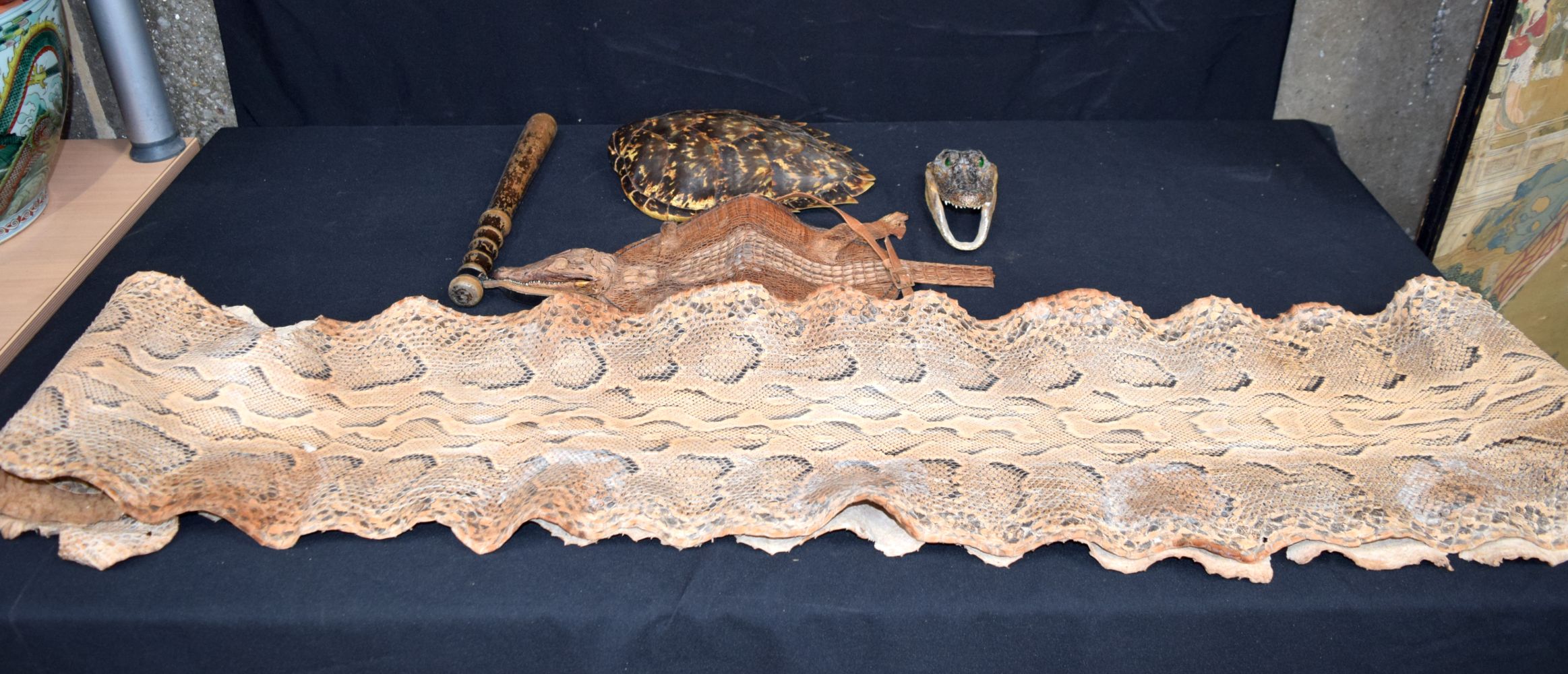 A large snake skin, turtle shell, alligator head and a crocodile skin bag and a truncheon. 150cm (4)