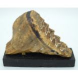 A Mammoth tooth on a stand 17 x 21cm.