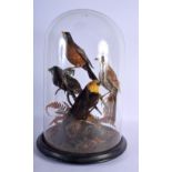 A RARE ANTIQUE AUSTRALIAN ASIAN SET OF TAXIDERMY BIRDS within a glass dome. 44 cm x 20 cm overall.