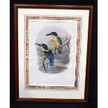 A large framed antique lithographic print of a pair of Halcyon Tristrami . 51 x 35cm.