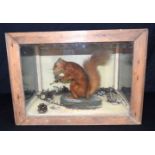 A cased taxidermy of a red squirrel 29 x 41 x 31cm.