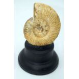A Ammonite specimen mounted to a plinth. 13cm.