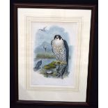 A large framed antique lithographic print of a Peregrine Falcon 51 x 35cm.