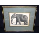 A framed antique engraving of an Elephant 17 x 22cm.