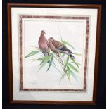A large framed antique lithographic print of a pair of Doves by Lansdown 51 x 35cm.