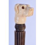 A RARE 19TH CENTURY EUROPEAN CARVED RHINOCEROS HORN SWAGGER STICK modelled with an ivory hounds head