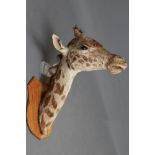A TAXIDERMY GIRAFFE HEAD AND NECK MOUNT with blue glass eyes and wooden shield, 39" high (Est.