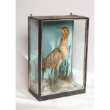 A CASED TAXIDERMY BITTERN, late 19th/early 20th century, standing within naturalistic setting, in