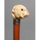 A VICTORIAN MALACCA WALKING STICK, the ivory grip carved as a bulldog's head with glass eyes, leaf