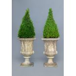 A PAIR OF MEDICI PATTERN COMPOSITION STONE URNS, each planted with a cone shaped buxus sempervirens,