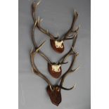 THREE SETS OF SHIELD MOUNTED STAG ANTLERS, comprising an eleven point head with naming for "H.L.D.
