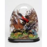 A VICTORIAN CASED DISPLAY OF TAXIDERMY BIRDS, within a natural setting and under glass dome on a