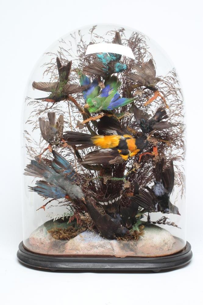 A VICTORIAN CASED DISPLAY OF TAXIDERMY BIRDS OF PARADISE, containing ten birds within a natural