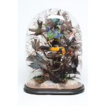 A VICTORIAN CASED DISPLAY OF TAXIDERMY BIRDS OF PARADISE, containing ten birds within a natural