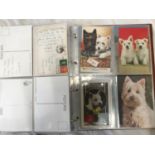 An album of 62 postcards of Scottish Highland Terriers and some Players and Wills cigarette cards