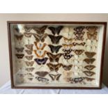 A mahogany wall mounted display containing butterflies. Approx. 43cms h x 60cms w x 7cms d.Condition