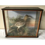 A cased Victorian taxidermy study of a snipe, shot by TG Abram Dec 26rg 1899. Case size 25.5cms h