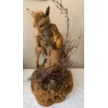 A taxidermy study of a fox cub with a stoat. 56cms h.Condition ReportFox cub tail is partly missing,