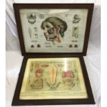 Two oak framed Dentist Anatomical posters. One "Nervus Trigeminus" published by Geo Poulson