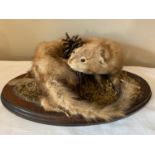 A taxidermy study of a mink approx. 40cms x 29cms.Condition ReportTail a little worn.
